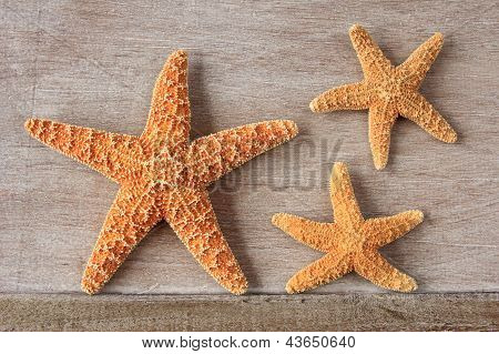 Estrella de mar del mar del norte