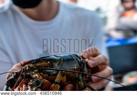 Captive Lobster Being Held By A Tourist On A Atlantic Boat