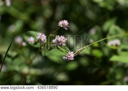 Persicaria Thunbergii Flowers. Polygonaceae Annual Grass. It Grows In Wetlands And Blooms From Augus
