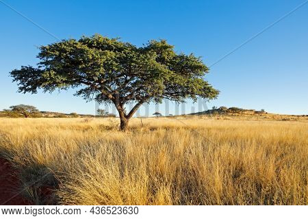 African camel-thorn tree (Vachellia erioloba) in grassland, South Africa