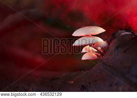 Porcelain Mushrooms Are Found During The Fall, Usually On Dead Branches And Trunks Of Beech Trees, R