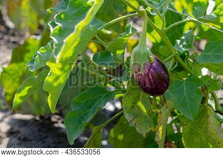 Eggplant Listada De Gandia. Ripe Eggplants On A Farmer's Bed. Growing Vegetables. Selective Focus.