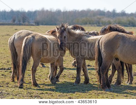 Mandria di cavalli Konik nella natura