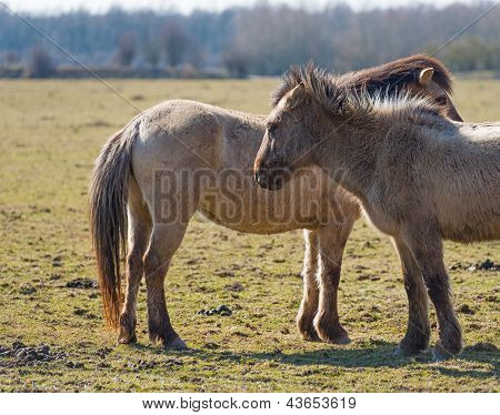 Mandria di cavalli Konik nella natura