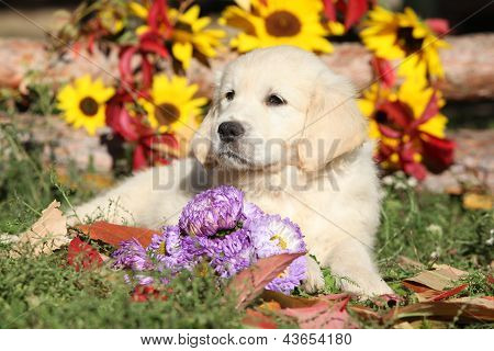 Golden Retriever pup
