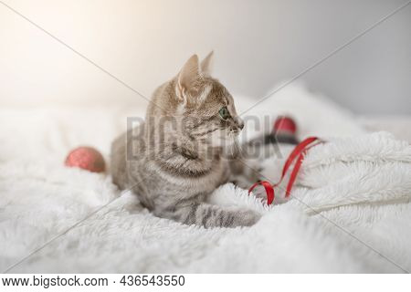 Frolicsome Gray Tabby Kitten With Blue Eyes Plays With A Red Satin Ribbon On A White Plaid In The Li