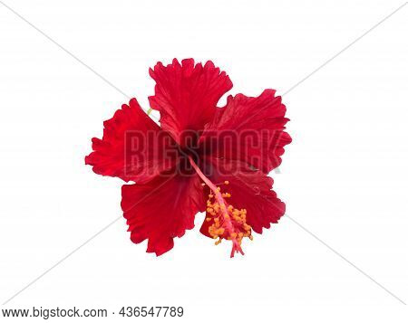 Red Hibiscus Or Popularly Known As Bunga Raya In Malaysia Isolated On A White Background
