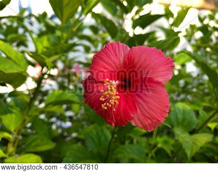 Red Hibiscus Or Popularly Known As Bunga Raya With Blurred Background