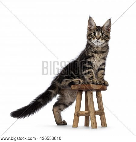 Beautiful Maine Coon Cat Kitten, Stepping On Little Wooden Stool. Looking Curious Towards Camera. Is