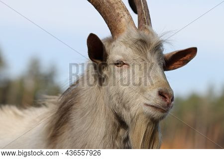 goat muzzle