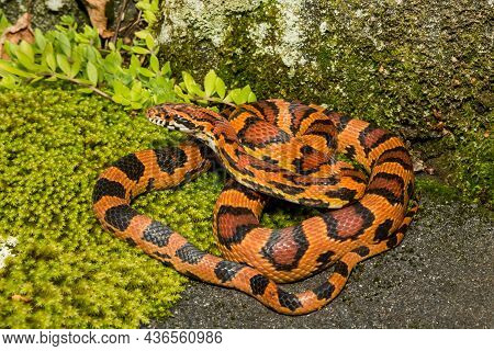 Okeetee Corn Snake (pantherophis Guttata) Close Up