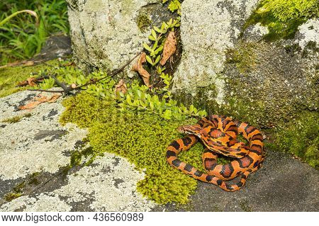 Okeetee Corn Snake (pantherophis Guttata) Close Up