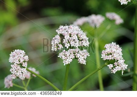 Pink And White Elder Leaved Valerian, Valeriana Officinalis Subspecies Sambucifolia, Flowers With A 