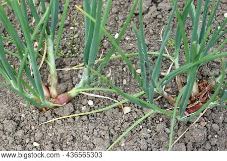 Rows Of Shallots, Allium Cepa Of Unknown Variety, Growing In A Vegetable Garden With Well Cultivated