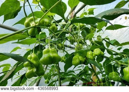 Capsicum Chinense Chilli (variety - Red Mushroom) Before Turning Colour From Green To Red, Growing I