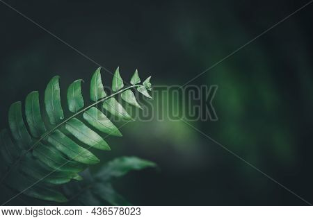 Close Up Of Nephrolepid Sp Leaf. Fern In Garden, Vintage Tone And Nature Background Concept