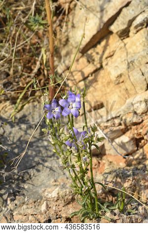 Chimney Bellflower - Latin Name - Campanula Pyramidalis