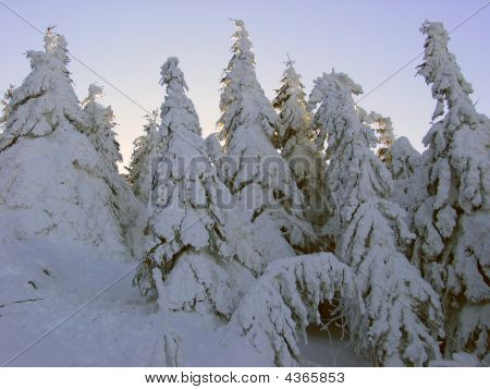 Terre d'hiver