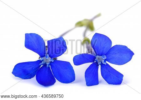 Snow Gentian Flowers Isolated On White Background
