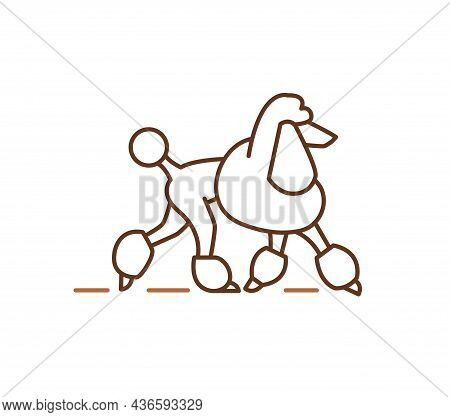 Poodle Icons Design, Purebred Dogs Pets Sign. Pudel Breed, Contour Vector Illustration For Veterinar