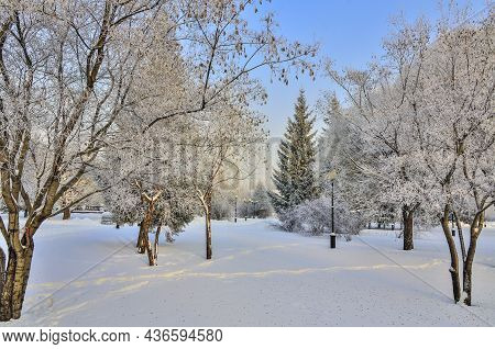 Sunny Winter Morning In City Park With Hoarfrost Covered. Fluffy Trees With Rime, Green Snowy Fir Tr