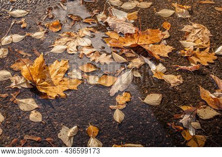 Rainy Autumn Weather, Puddle With Fallen Leaves On The Road On A Sunny Day, Yellow Leaves On A Wet R