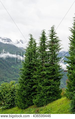 Panoramic View On Green Alpine Spruce And Pine Tree Forests And Meadows Near Saint-gervais-les-bains