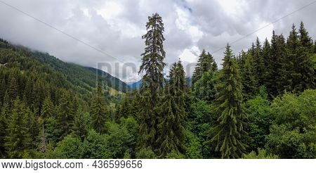 Panoramic View On Green Alpine Spruce And Pine Tree Forests And Meadows Near Saint-gervais-les-bains