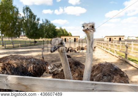 Many Big African Ostrich Birds Walking In Paddock With Wooden Fence On Poultry Farm Yard Against Blu