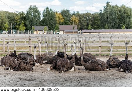 Many Big African Ostrich Birds Walking In Paddock With Wooden Fence On Poultry Farm Yard Against Blu