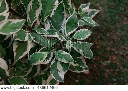 Variegated Plant Shrub Derain White Elegantissima For Landscape Design, Yard Decoration