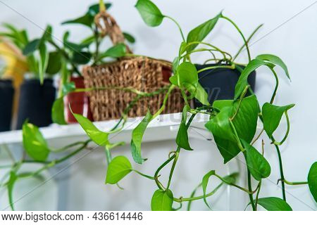 Minimalist Living Room With Variegated Pothos, Scindapsus Aureum In A Clear Pot, Home Decor, Hanging