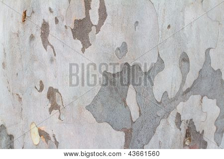 Peeling Bark Tree