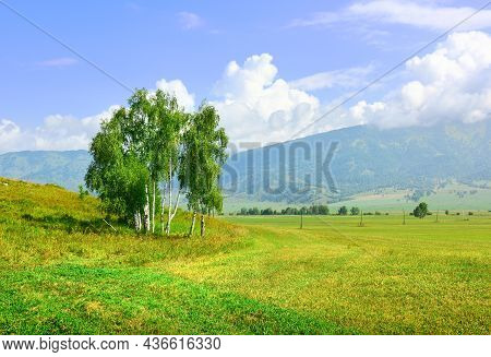 Birch Trees On The Edge Of A Rural Field Against The Background Of Mountains In A Haze Under A Blue 