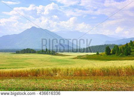 A Ripe Agricultural Field Against The Backdrop Of High Mountains In A Haze Under A Blue Cloudy Sky. 