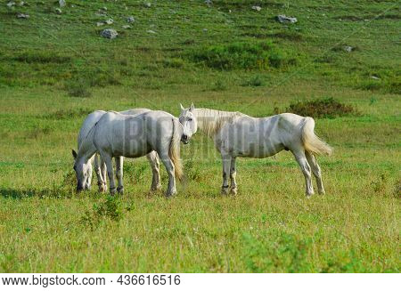 Three White Animals Among The Grass In The Morning. Altai, Siberia, Russia