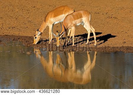 Impala antelopes (Aepyceros melampus) drinking at a waterhole, Mokala National Park, South Africa