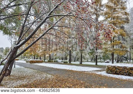 First Snowfall In Colorful Fall City Park - Late Autumn Landscape. Park Alley With Multicolored Fall