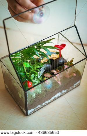 Small Decoration Plants In A Glass Garden Terrarium Forest. Terrarium House With Piece Of Forest Wit