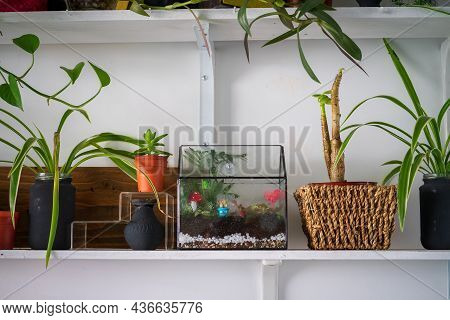 Small Decoration Plants In A Glass Garden Terrarium Forest. Terrarium House With Piece Of Forest Wit