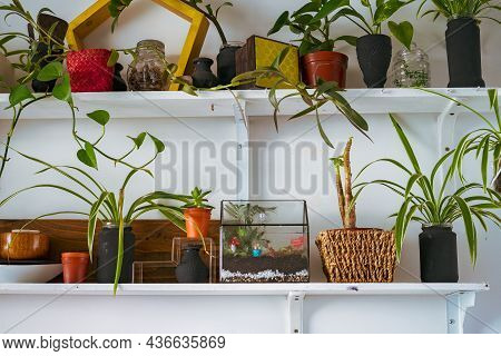 Small Decoration Plants In A Glass Garden Terrarium Forest. Terrarium House With Piece Of Forest Wit