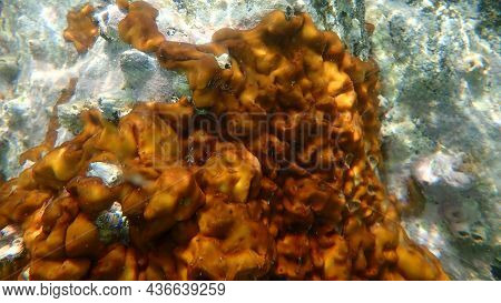 Сhicken Liver Sponge Or Caribbean Chicken-liver Sponge (chondrilla Nucula) Undersea, Aegean Sea, Gre