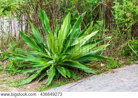 Agave americana in the park
