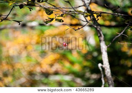 Berry On The Tree