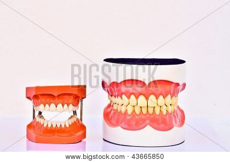 Egy pár műanyag emberi fogak modellek