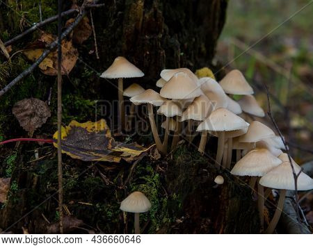 Group Of Forest Mushrooms Toadstools Growing On A Tree Stump