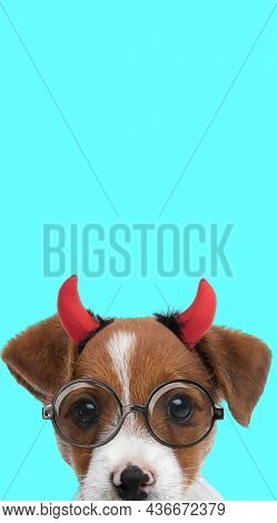 portrait of a cute jack russell terrier dog wearing devil horns and eyeglasses against blue background