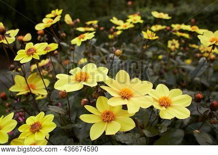 Close Up Of Yellow Dahlia Mystic Haze Flowers In Blooming. Autumn Plants.