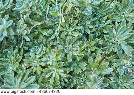 Chenille Plant Or Echeveria Pulvinata For Gardening And Decoration Ideas