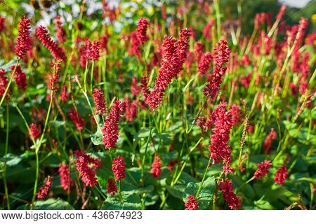 Selective Focus Of Red Flower Persicaria Amplexicaulis In The Garden With Soft Sunlight, Knotweed Is